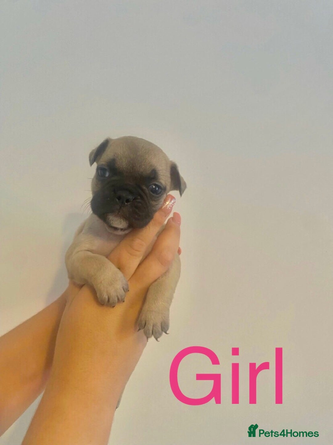 French Bulldog dogs for sale: 3 beautiful French bulldogs 😍 - Image 5