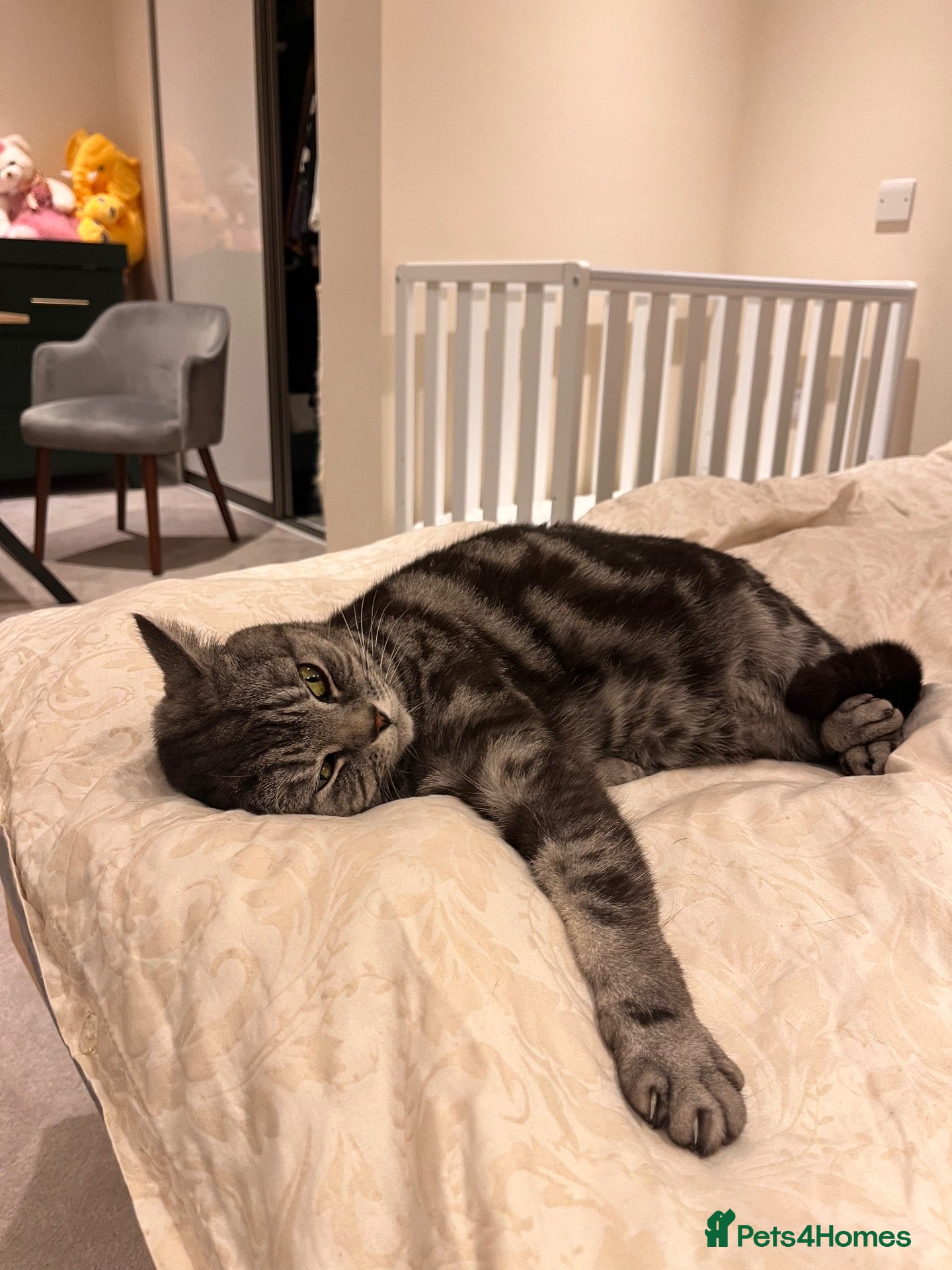 British Shorthair cats Silver tabby adult female  - Advert 3