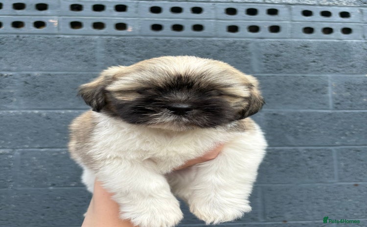 Lhasapoo dogs - Advert 11