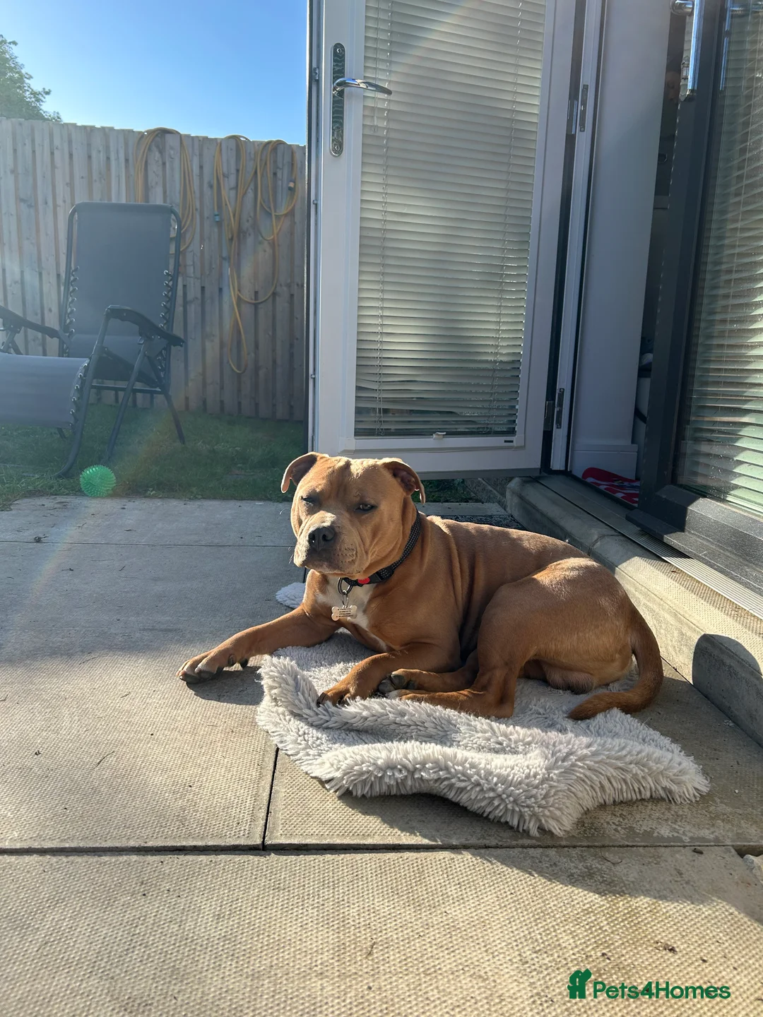 Staffordshire Bull Terrier dogs for stud: 🔥 Rare Fawn (Red) KC Staffy Stud: The Golden Boy  - Advert 8
