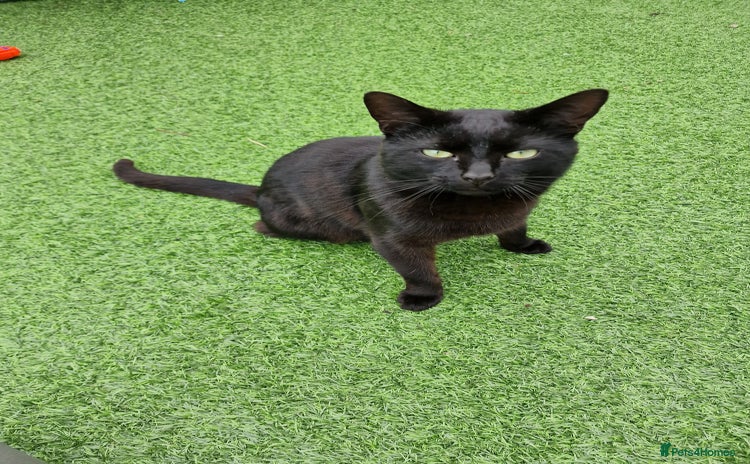Mixed Breed cats - Advert 1