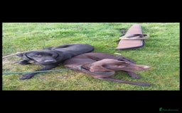 Mixed Breed dogs for sale: 2x labrador x Spaniel Puppies  - Image 7
