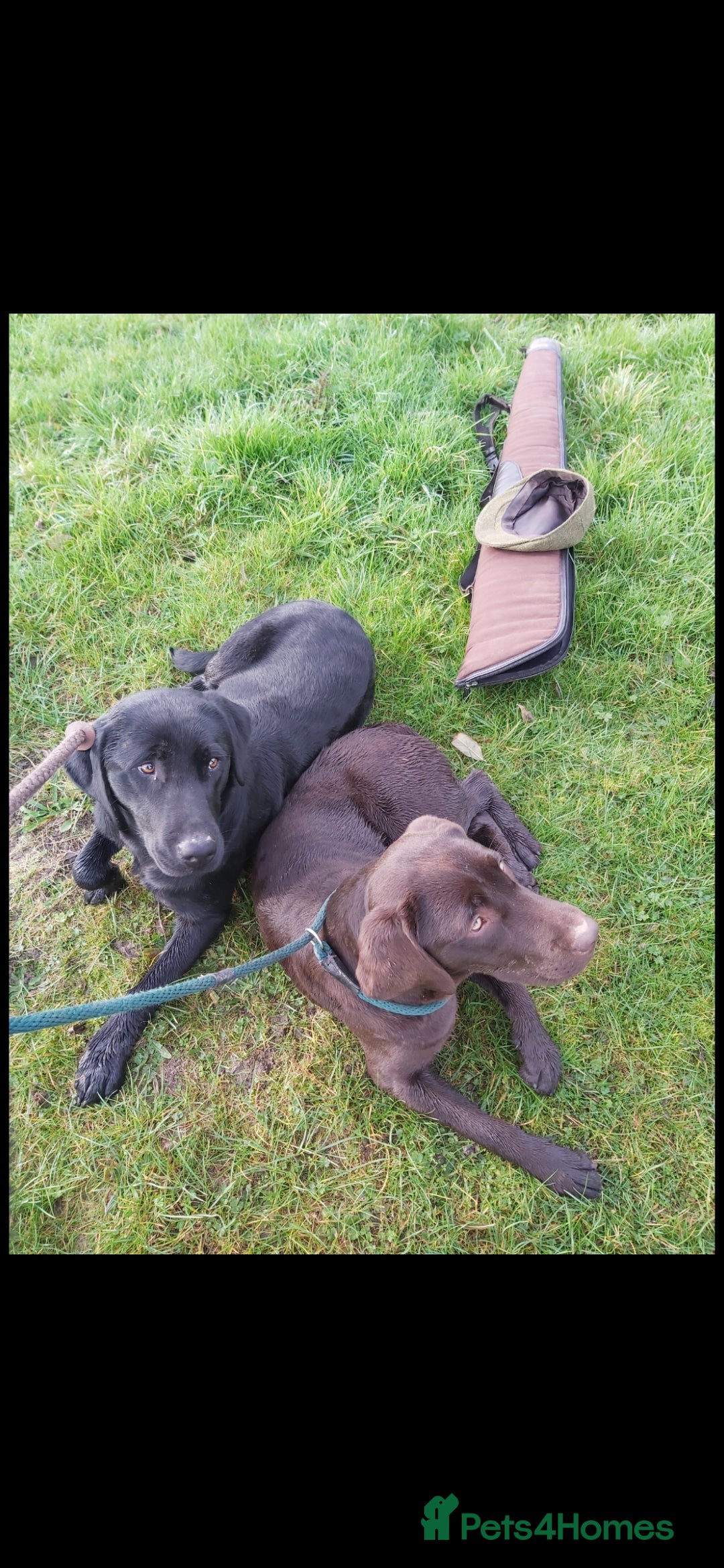 Mixed Breed dogs for sale: 2x labrador x Spaniel Puppies  - Image 7