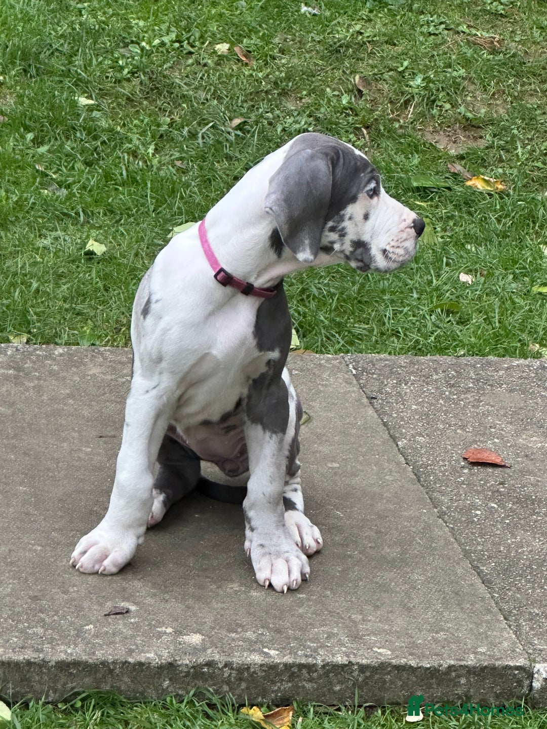 Great Dane dogs for sale: Reduced***** KC registered blue Great Dane puppies - Advert 39
