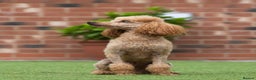 Miniature Poodle dogs for stud: Donnajays 5* PROVEN, HEALTH TESTED & PROFESSIONAL in Stafford - Advert 2