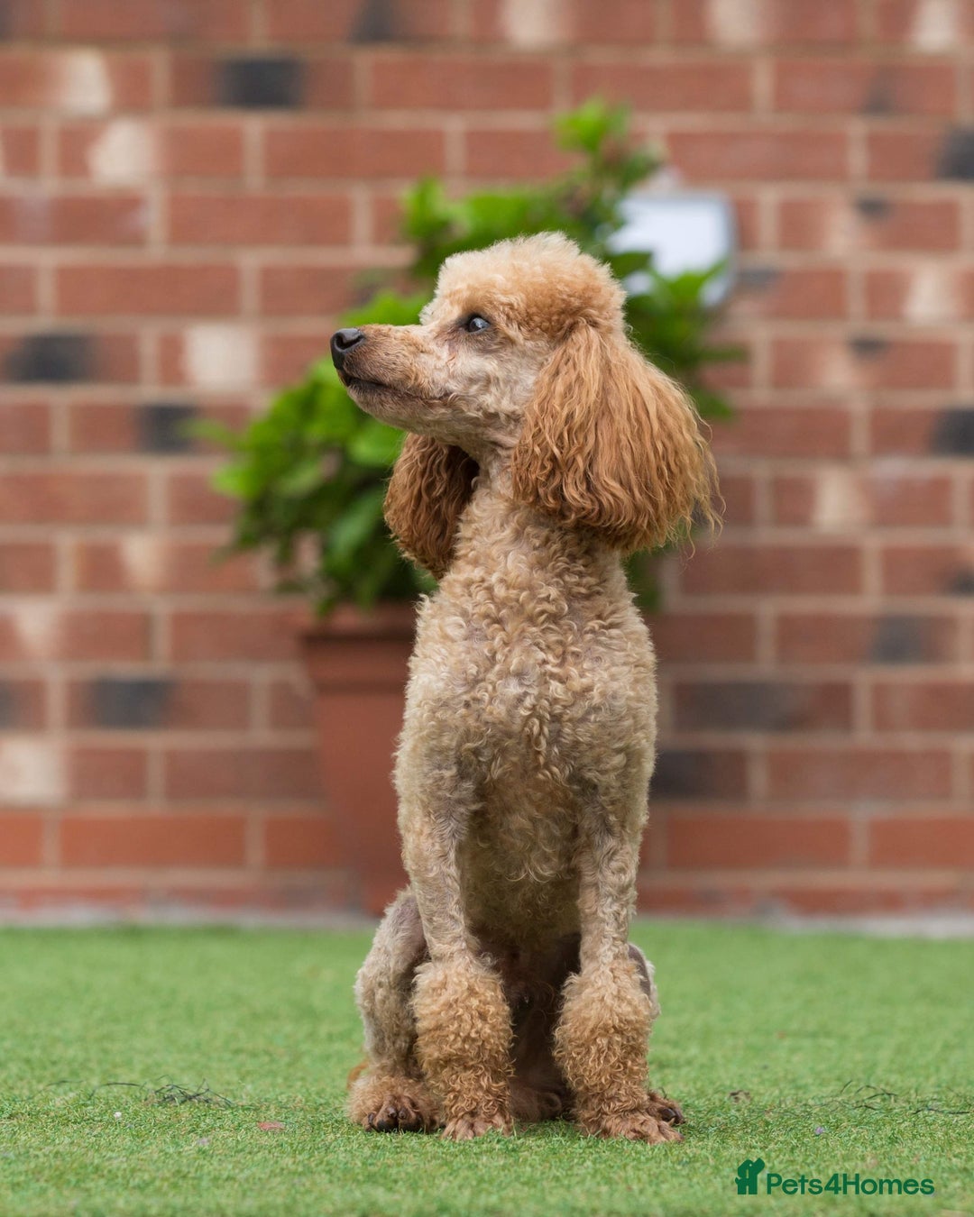 Miniature Poodle dogs for stud: Donnajays 5* PROVEN, HEALTH TESTED & PROFESSIONAL in Stafford - Advert 2