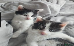 Mixed Breed cats for sale: 2 fluffy boys - Image 3