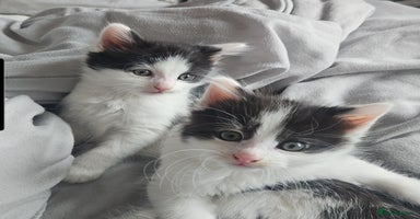 Mixed Breed cats - Advert 10