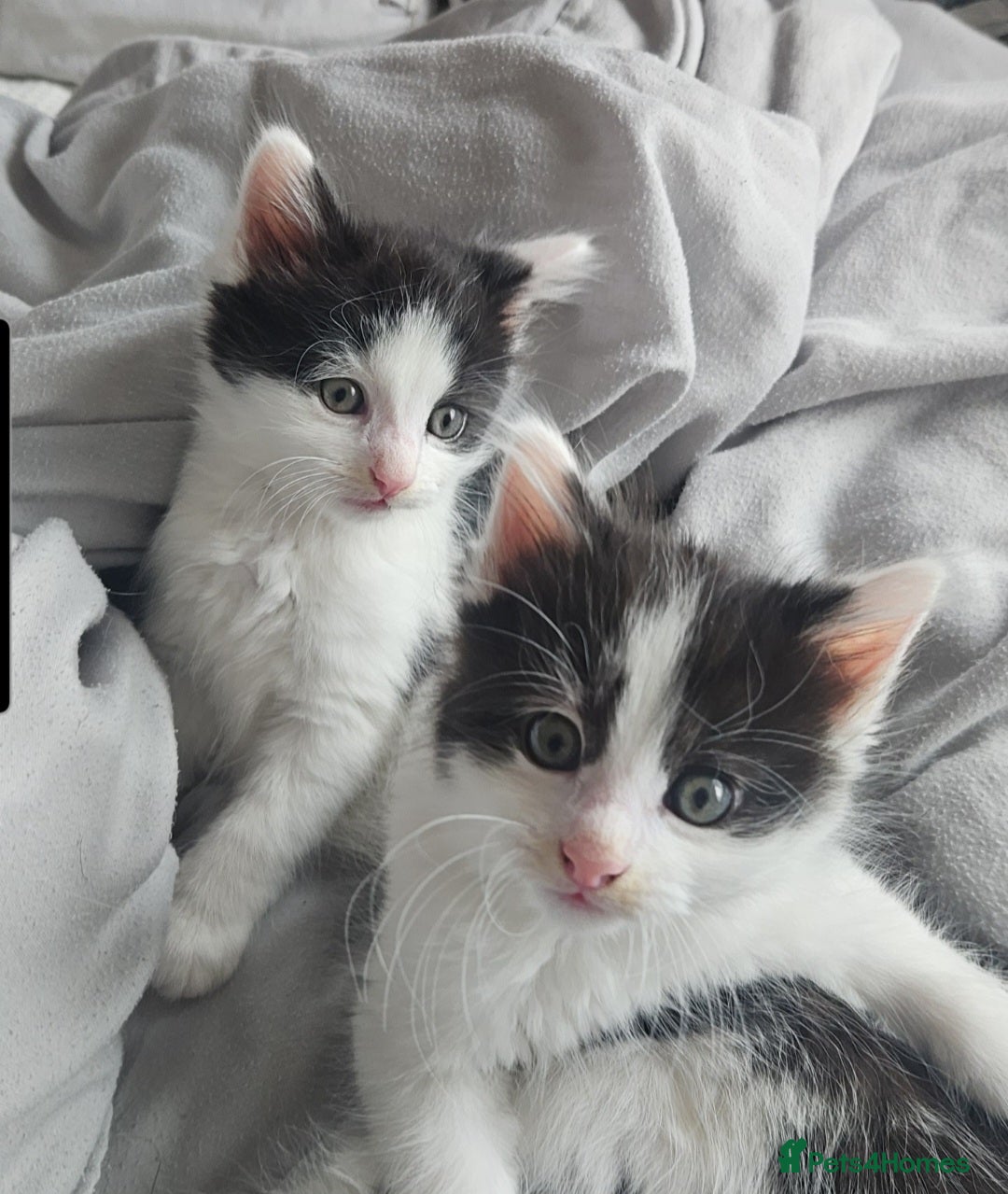 Mixed Breed cats for sale: 2 fluffy boys - Image 3