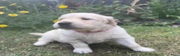 Golden Retriever dogs for sale: Gorgeous Chunky Golden Retriever Puppies - Advert 30