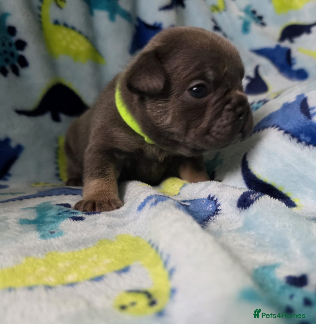 French Bulldog dogs for sale: BEAUTIFUL FRENCH BULLDOG PUPPIES  - Advert 9