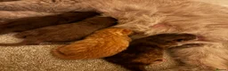 British Shorthair cats for sale: Stunning chocolate BSH & BLH kittens - Advert 21
