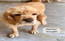 Cocker Spaniel dogs for adoption: Truffles, 10+ yrs. Available for adoption. - Image 2