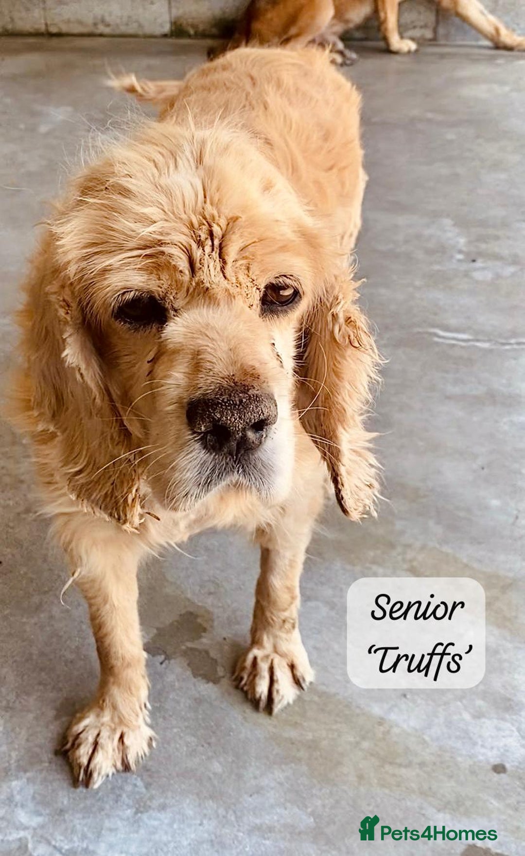 Cocker Spaniel dogs for adoption: Truffles, 10+ yrs. Available for adoption. - Image 2