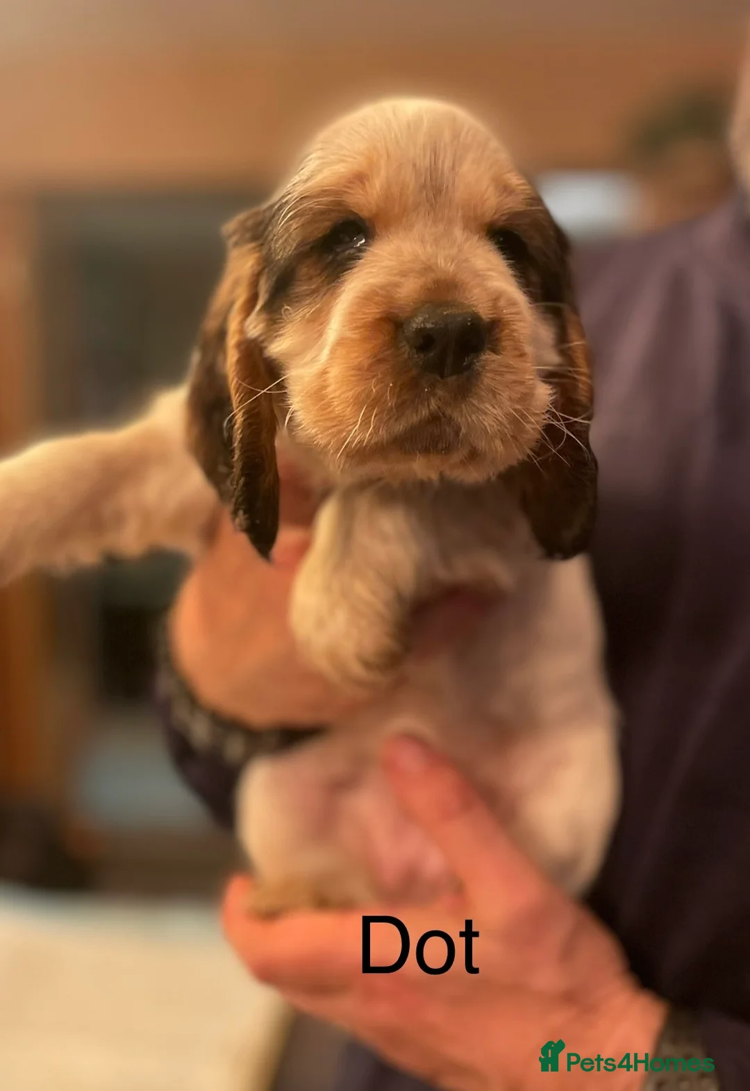 Cocker Spaniel dogs for sale: Gorgeous pair of pups remaining  - Advert 28