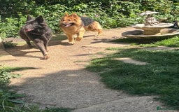 German Shepherd dogs for sale: German Shepherd pups ready end of August  - Image 27