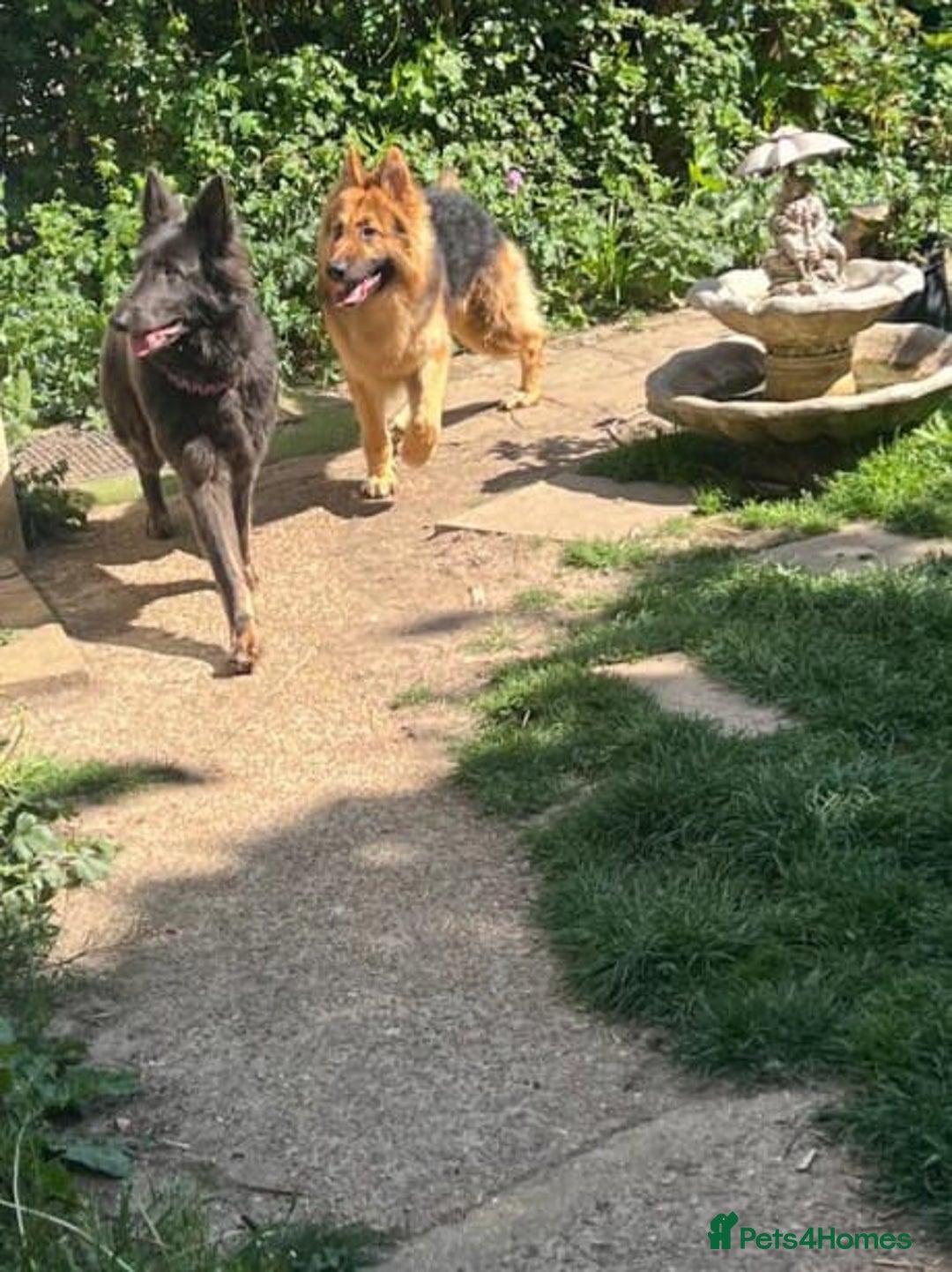 German Shepherd dogs for sale: German Shepherd pups ready end of August  - Image 27