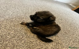 Zuchon dogs for sale: Shihzu x Bichon x Westie - Image 20