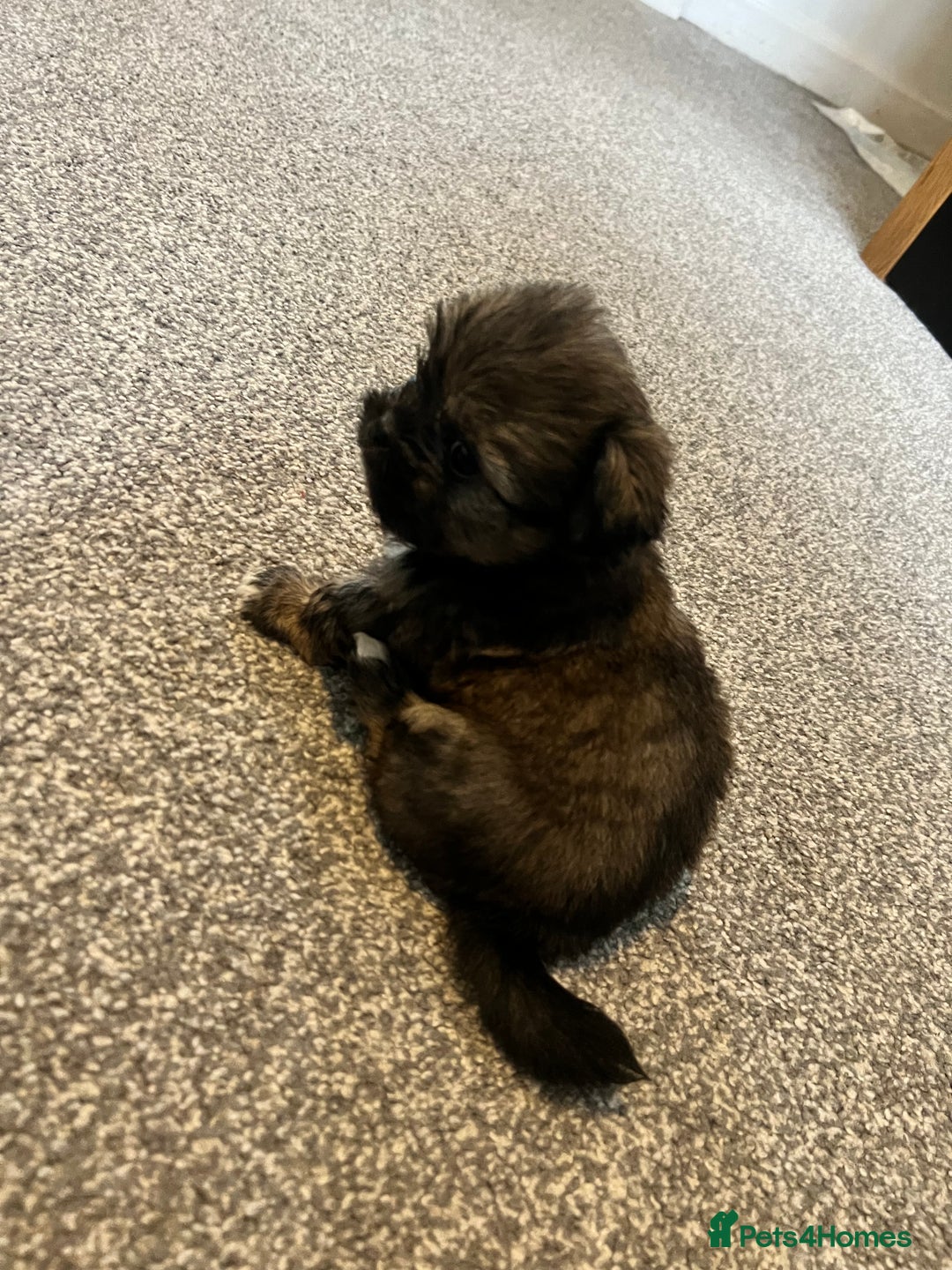 Zuchon dogs for sale: Shihzu x Bichon x Westie - Image 20