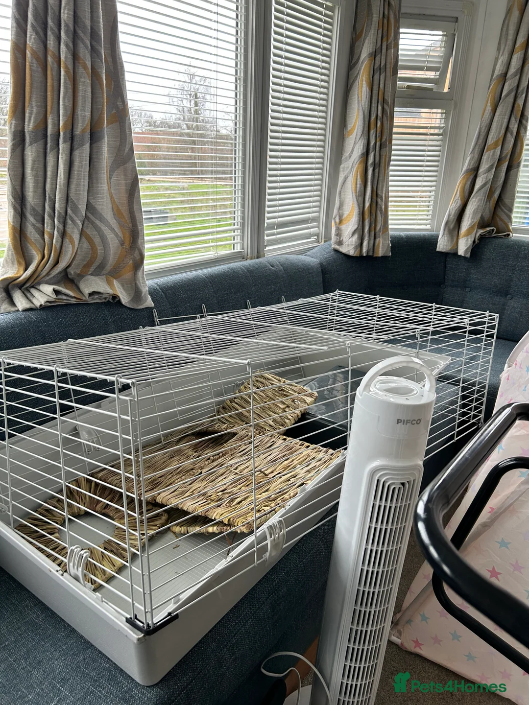 Guinea Pig rodents for sale: 2 Guinea Pigs for Sale  - Advert 6