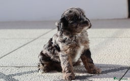 Cavapoo dogs for sale: F1 Cavapoo puppies for sale - Image 4