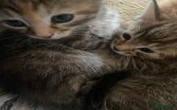 American Shorthair cats for sale: 4 kitten for sale  - Image 7