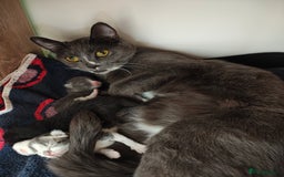 Mixed Breed cats for sale: Grey kittens  - Image 5