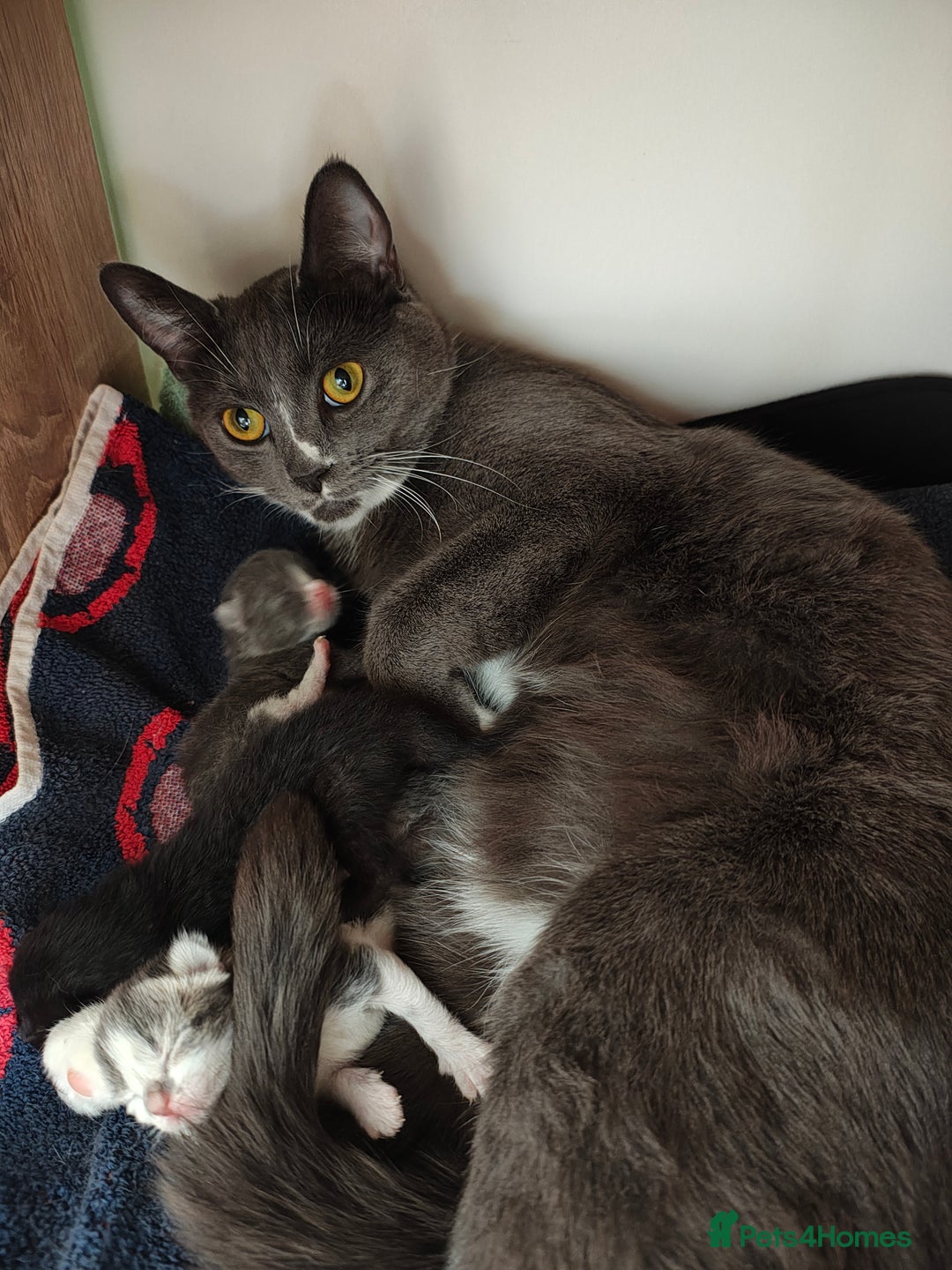 Mixed Breed cats for sale: Grey kittens  - Image 5