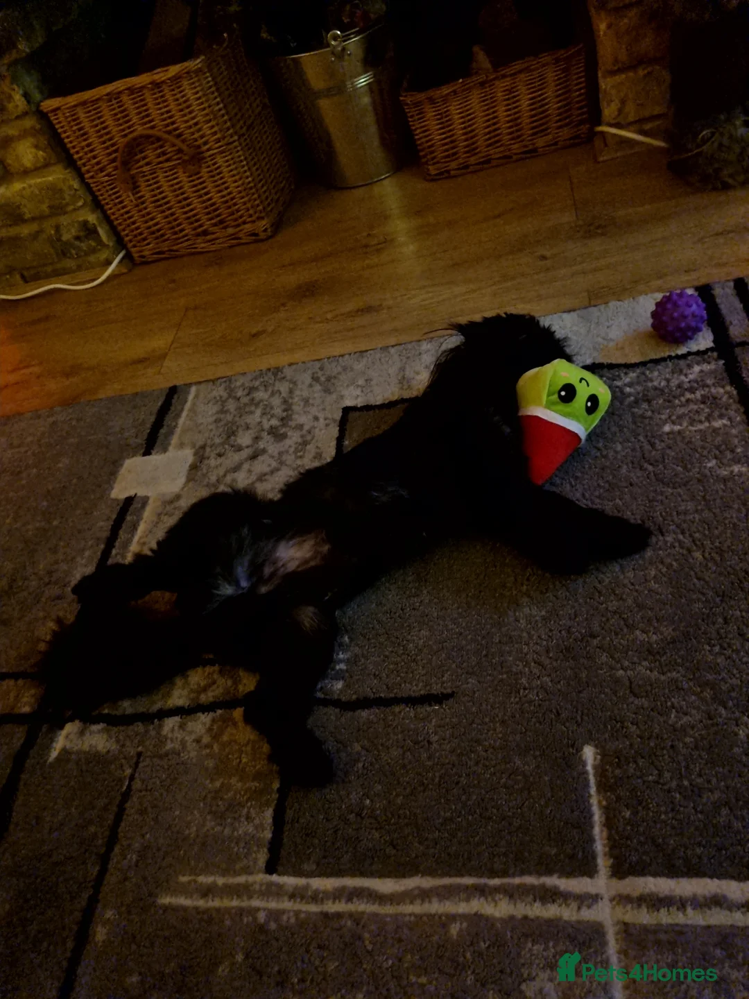 Shih Tzu dogs for sale: Shih tzu for sale - Advert 6