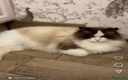 Ragdoll cats for sale: Ragdoll Kittens - Image 6