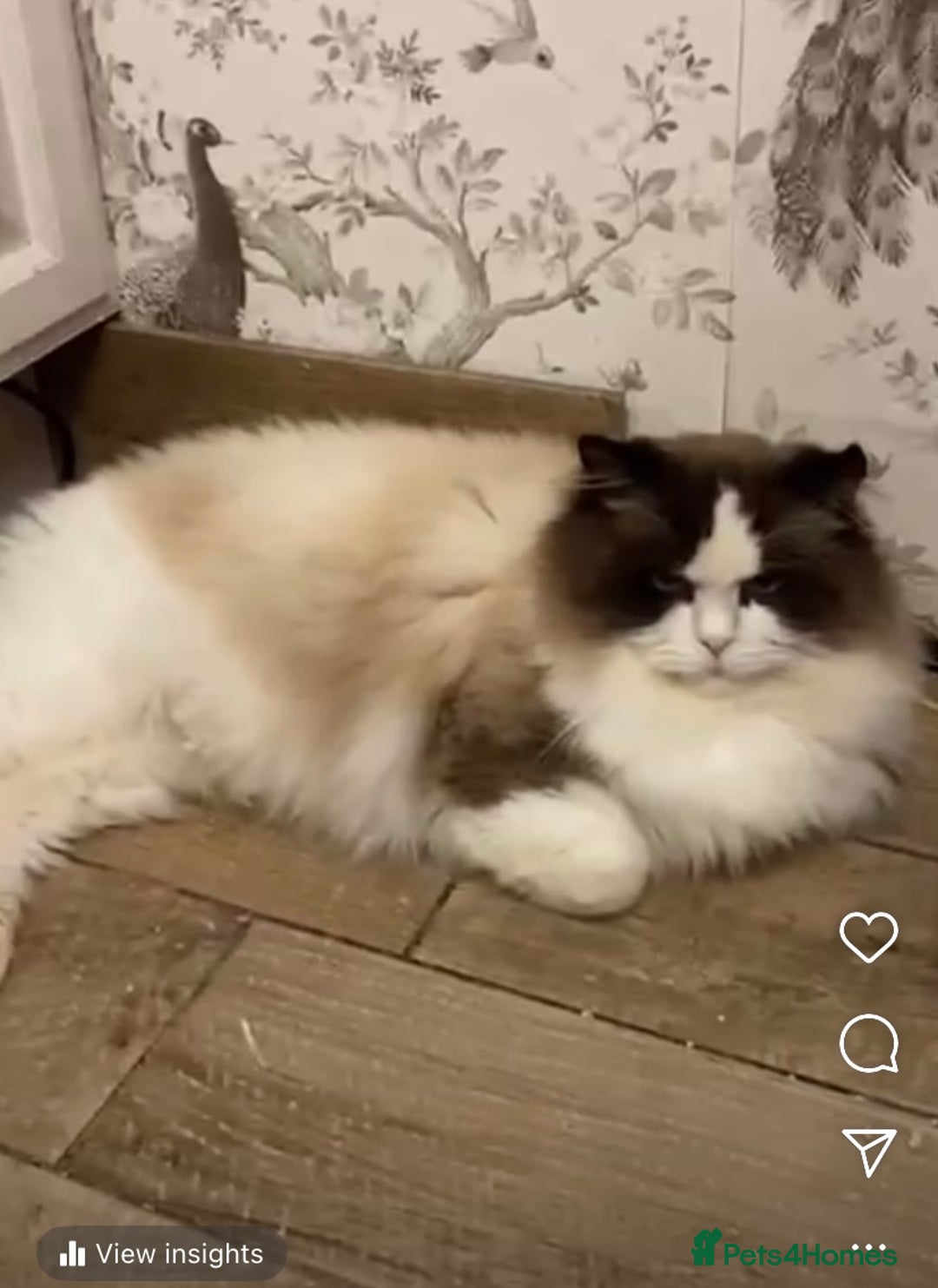 Ragdoll cats for sale: Ragdoll Kittens - Image 6