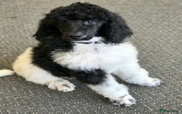 Cockapoo dogs for sale: F1b beautiful girl  - Image 32