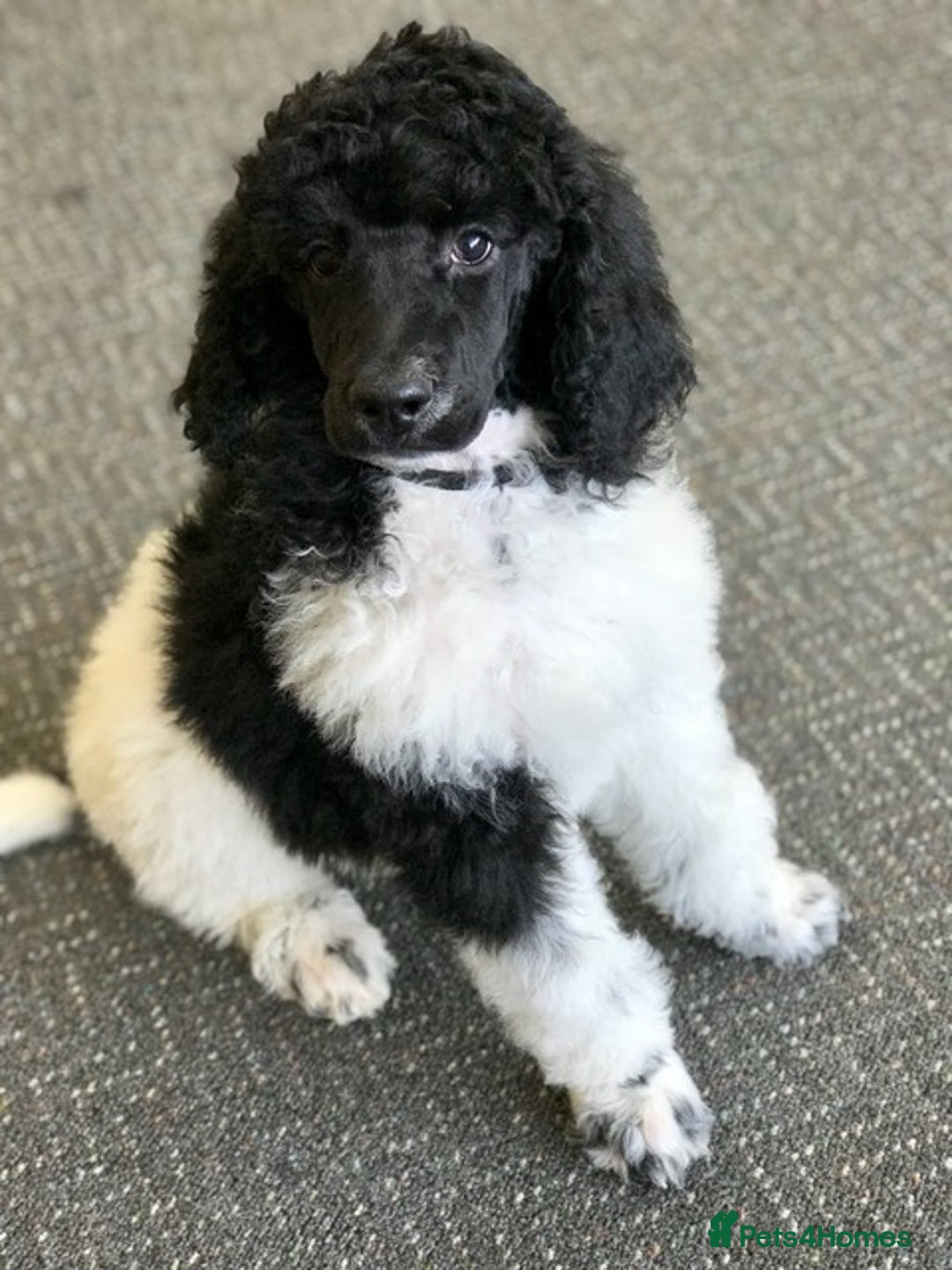 Cockapoo dogs for sale: F1b beautiful girl  - Image 32
