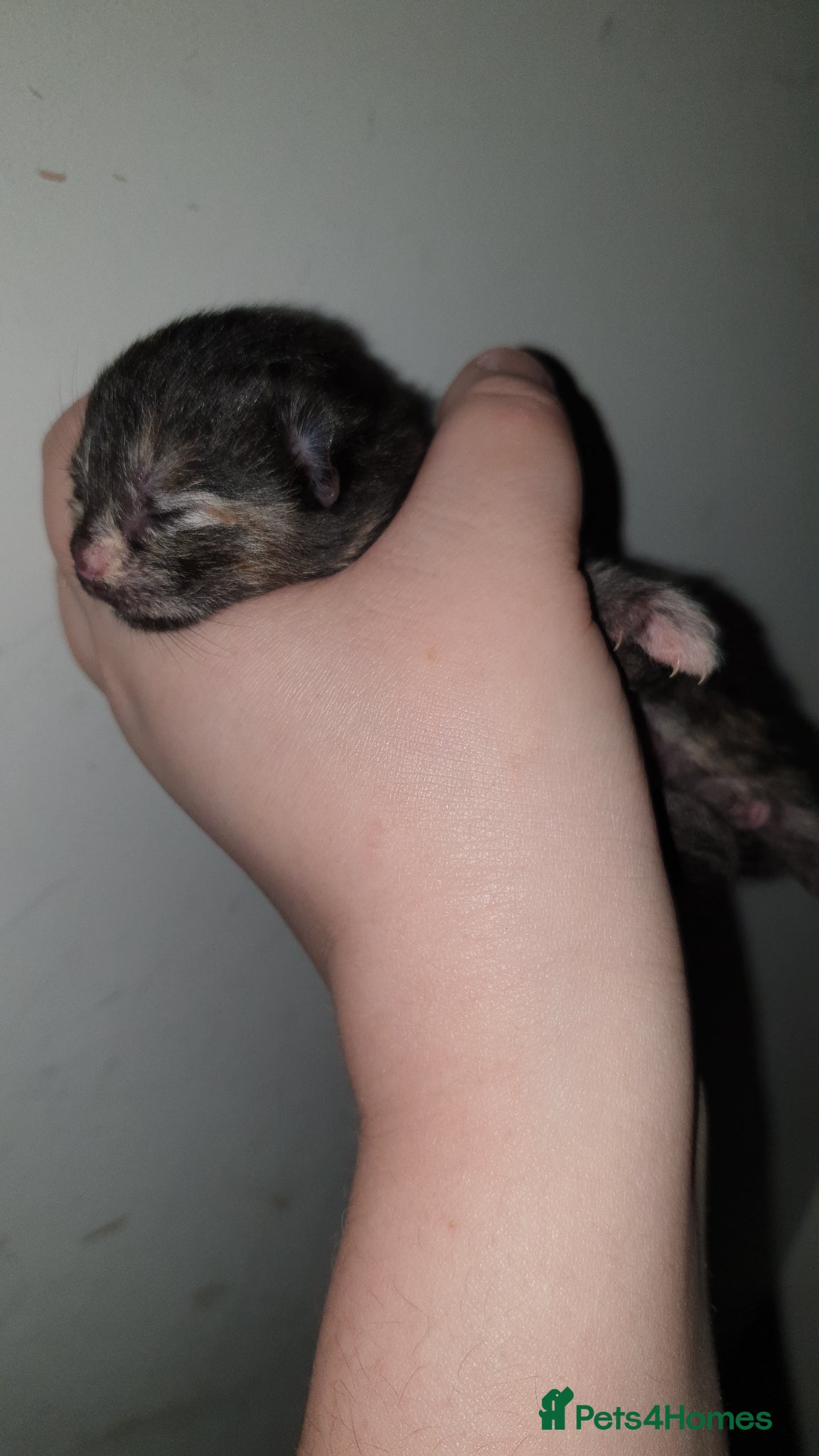 Mixed Breed cats for sale: 4 female kittens  - Advert 14