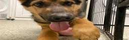 German Shepherd dogs for sale: German shepherd  - Advert 5