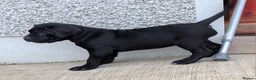 Cane Corso dogs for sale: Cane Corso Irish Kennel club registered  in Enniskillen - Advert 29