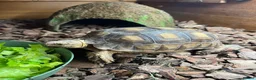 Tortoise reptiles for sale: Sulcata tortoise x2 with full set up - Advert 1