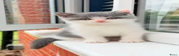 British Shorthair cats for sale: Beautiful Blue & White British Shorthair Kittens in Stowmarket - Advert 5