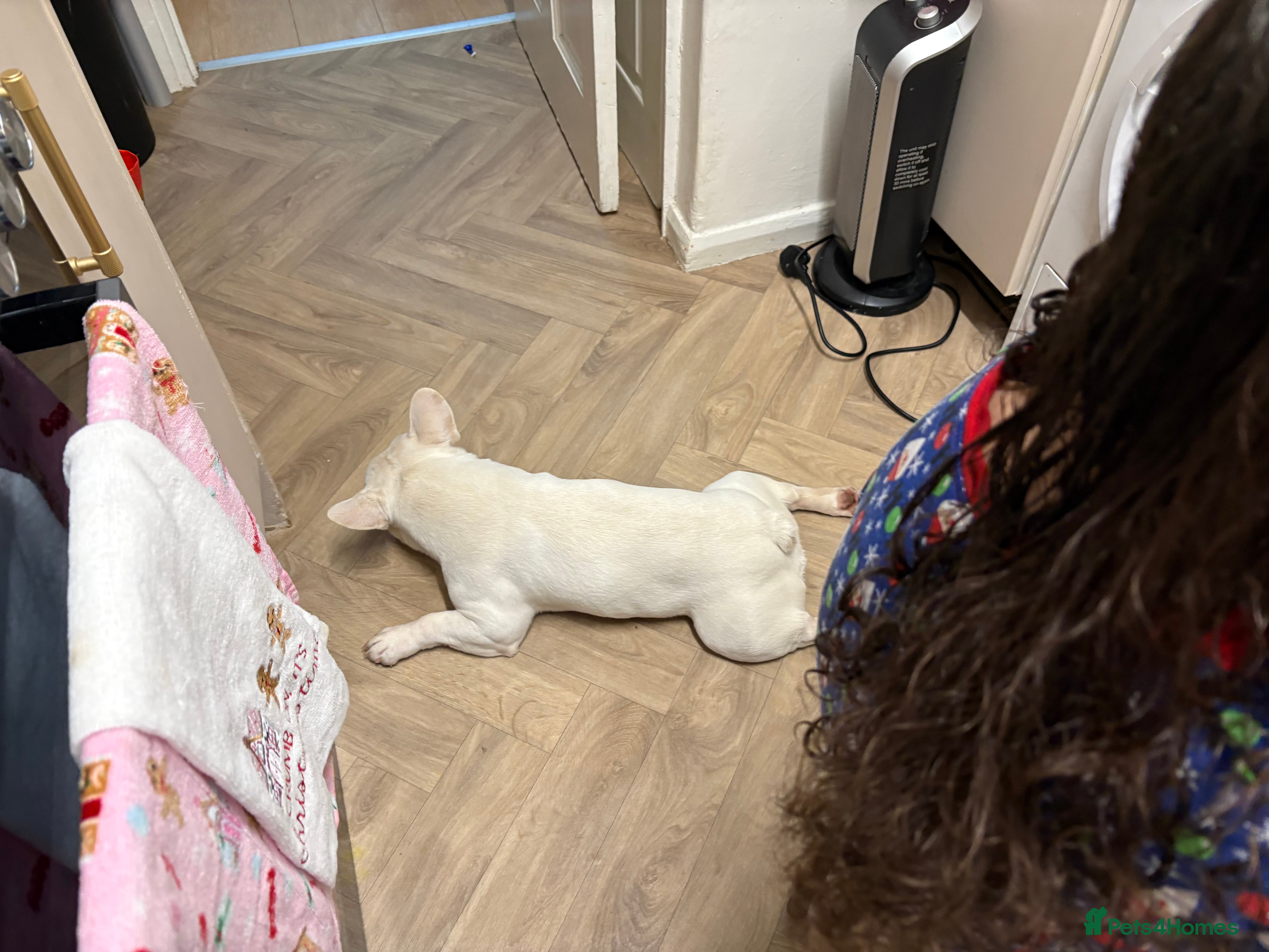 French Bulldog dogs French bulldog for sale male  - Advert 1