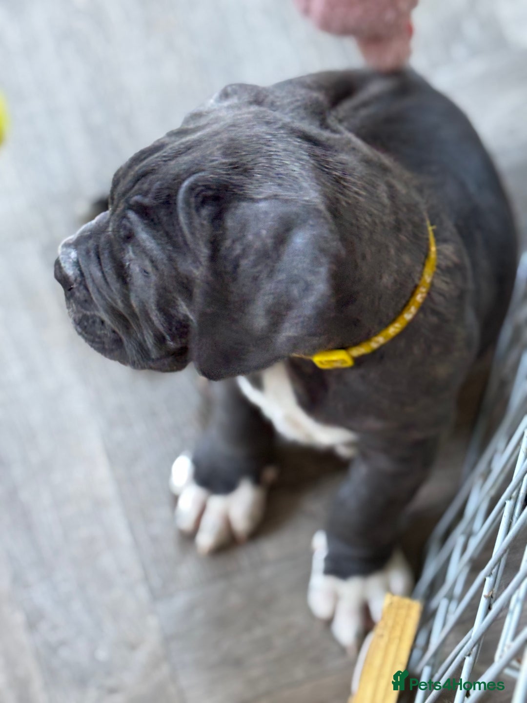 Neapolitan Mastiff dogs for sale: Mastiffs - Advert 14