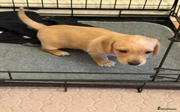 Miniature Dachshund dogs for sale: 1 MALE CREAM SMOOTH HAIRED DACSHUND  - Image 4