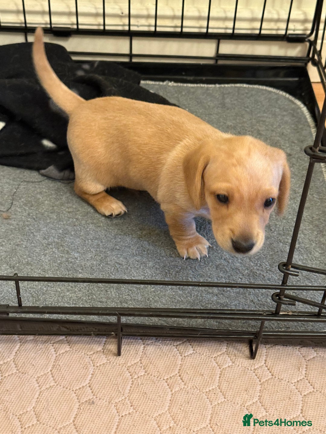 Miniature Dachshund dogs for sale: 1 MALE CREAM SMOOTH HAIRED DACSHUND  - Image 4