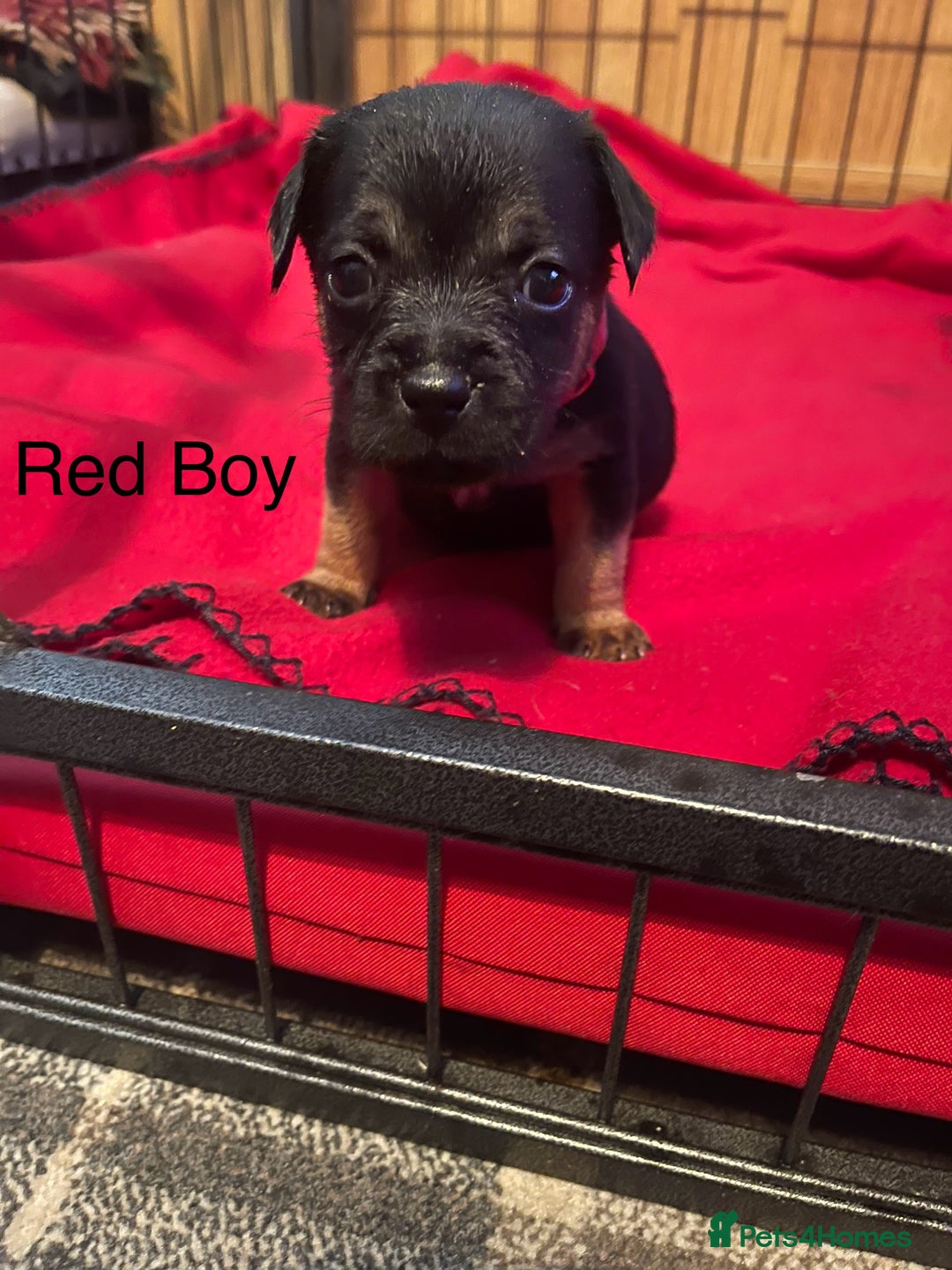 Border Terrier dogs for sale: Border Terrier Pups - Advert 7