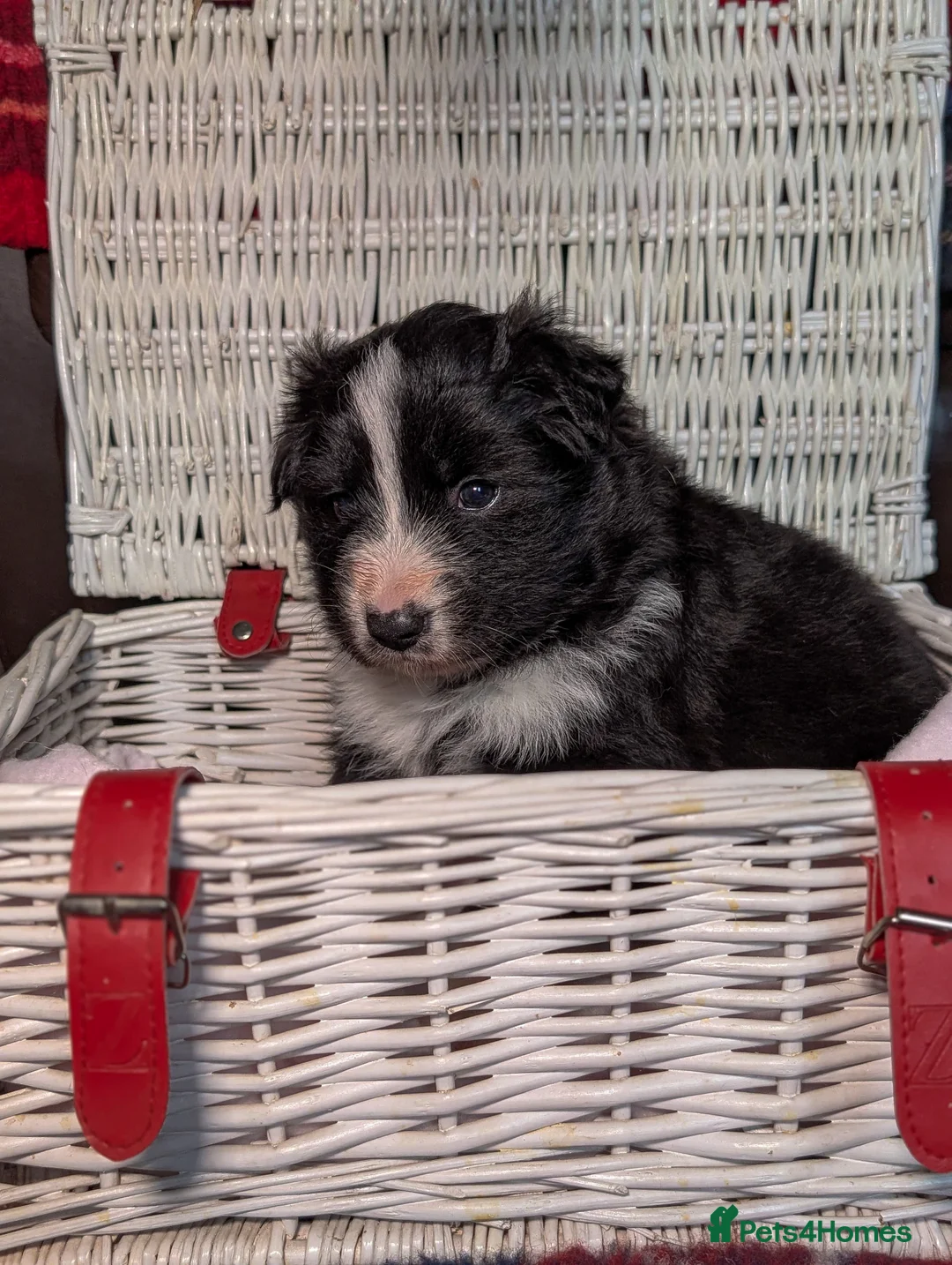 Mixed Breed dogs for sale: White Swiss Shepherd x Border Collie x Husky Pups - Advert 7
