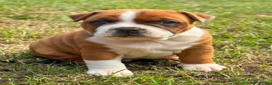 Staffordshire Bull Terrier 1