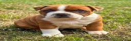Staffordshire Bull Terrier dogs for sale: Top quality red and white sbt puppies in Liverpool - Advert 6
