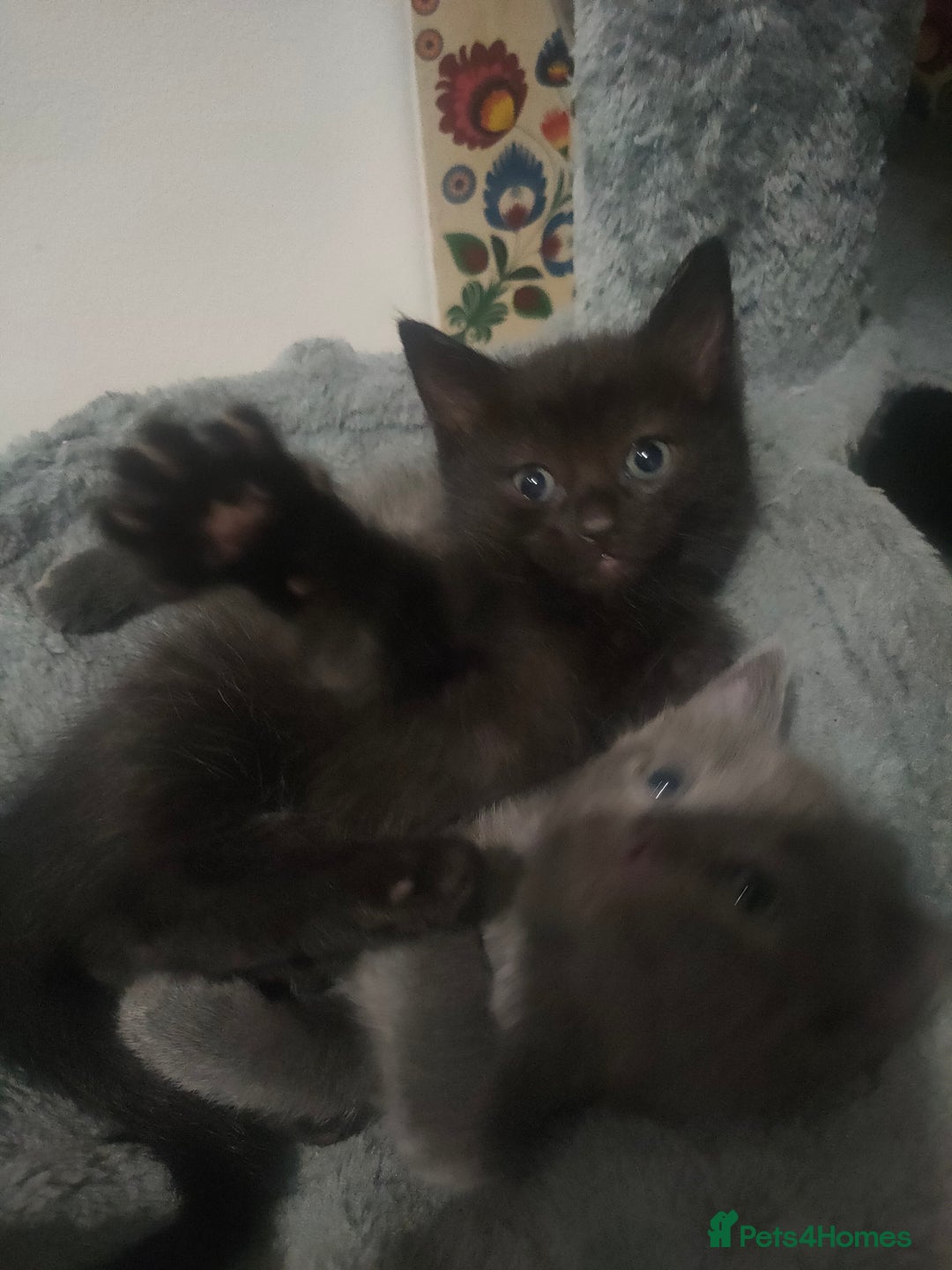 Mixed Breed cats for sale: Ragdoll X for sale  - Image 5