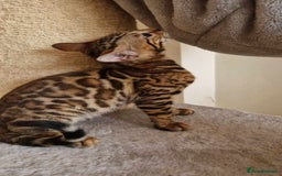 Bengal cats for sale: Amazing Bengal kittens 🥰 last boy left ❤️ in Corby - Image 32