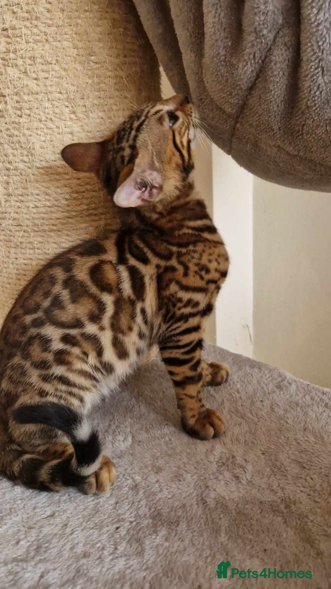Bengal cats for sale: Amazing Bengal kittens 🥰 last boy left ❤️ in Corby - Image 32