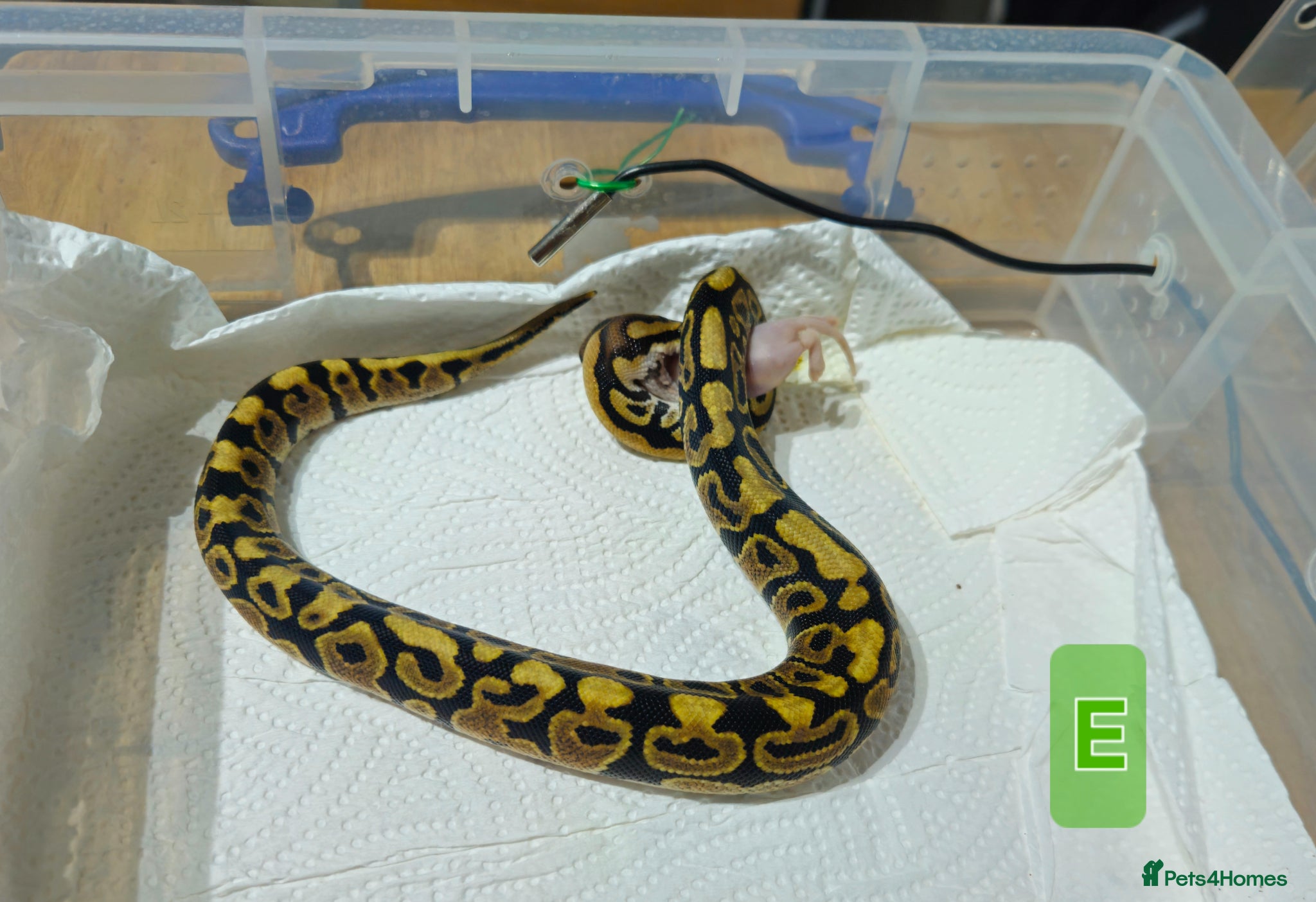 Python Snake reptiles for sale: spotnose het clown/ clown clutch - Advert 9